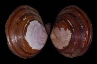 藏品(橄欖紫雲蛤)的圖片